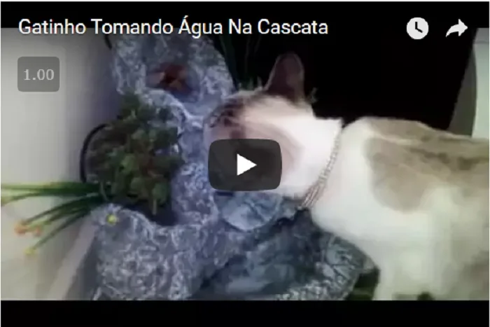 Cascata de Água decorativa para Gato como fazer fonte de agua decorativa artesanal